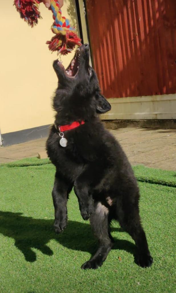 King Shepherd black-Image 8